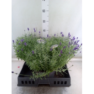 Lavandula angus. 'Hidcote'
