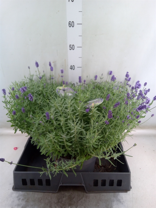 <h4>Lavandula angus. 'Hidcote'</h4>