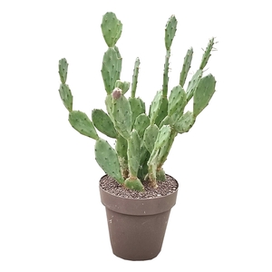 OPUNTIA VULGARIS - POT Ø 25 (CACTUS)