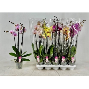 PHAL GEM