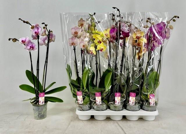<h4>PHAL GEM</h4>