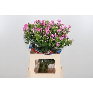 PHLOX P SENORA