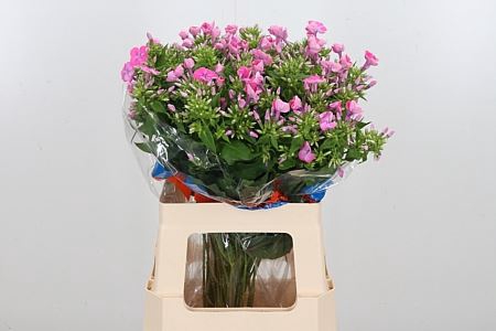 <h4>PHLOX P SENORA</h4>