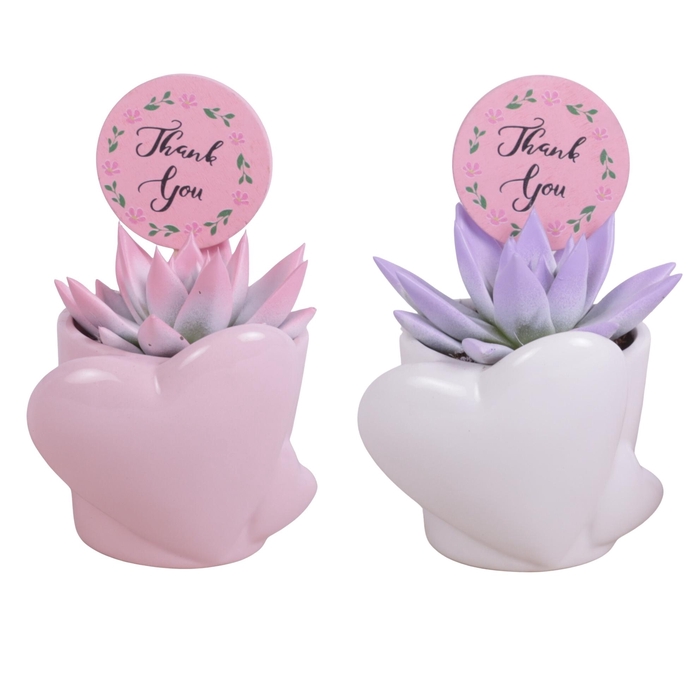 <h4>Mothersday Arr. Succulent Ceramic Heart Pot Pink/White Ø10cm 1PP</h4>