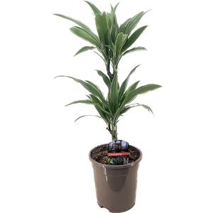 Dracaena deremensis warneckei 30-10