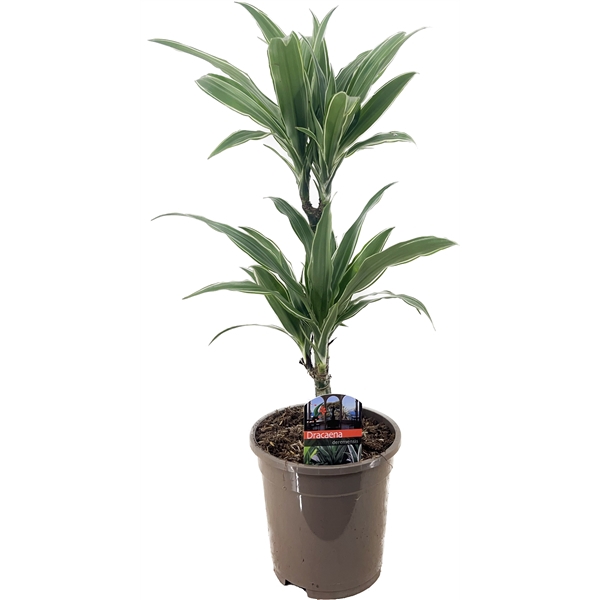 <h4>Dracaena deremensis warneckei 30-10</h4>