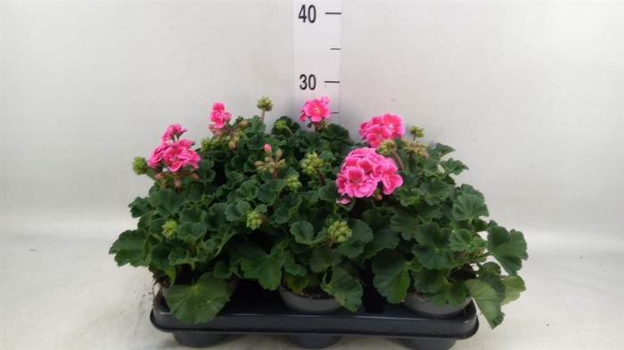 <h4>Pelargonium zona.   ...F1</h4>