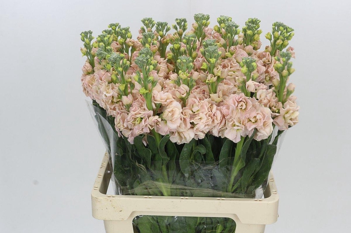 <h4>Matthiola Iron Apricot</h4>