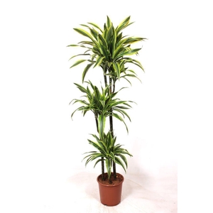 Dracaena fr de 'LemonLime'