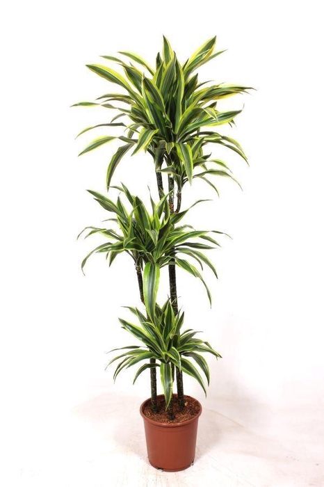 <h4>Dracaena fr de 'LemonLime'</h4>