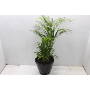 ARECA BAMBU P24