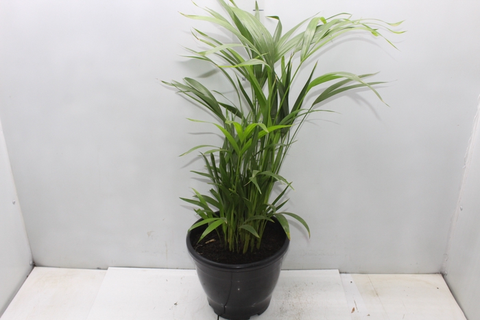<h4>ARECA BAMBU P24</h4>
