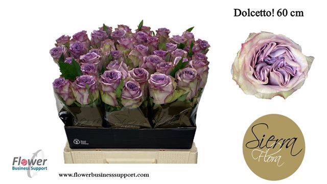 ROSA DOLCETTO!