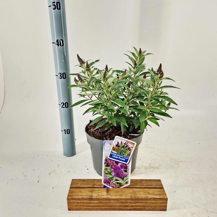 <h4>Buddleja Butterfly Candy Little Pur</h4>