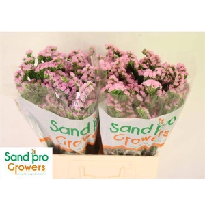 LIM S LUCIA PINK