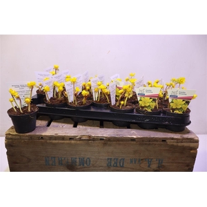 arr8 Eranthis Hyemalis