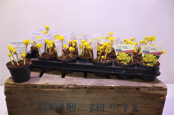 <h4>arr8 Eranthis Hyemalis</h4>