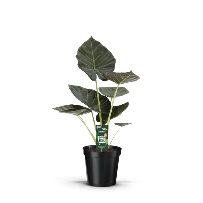 <h4>Alocasia Regal Shield</h4>