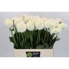 Dahlia Boom Boom White