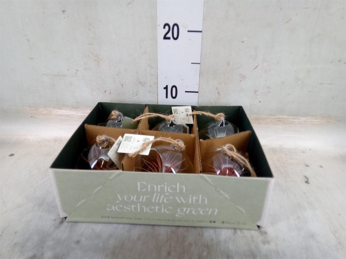 <h4>Arr.  Tillandsia L%</h4>