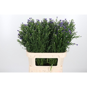 Aster Casamare