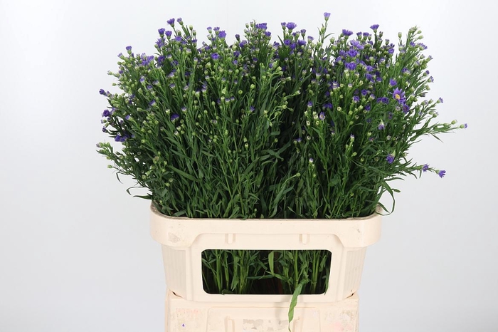 <h4>Aster Casamare</h4>