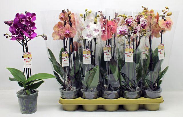 <h4>Phal Gem 2 tak</h4>