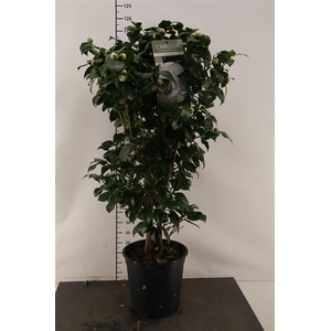 Camellia Jap.. Cent. Alba 120 Cm. Hoog 27 Cm. Pot