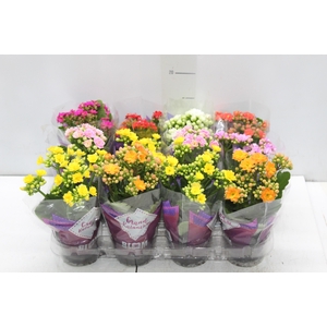 KALANCHOE DOBRADO MINI P09