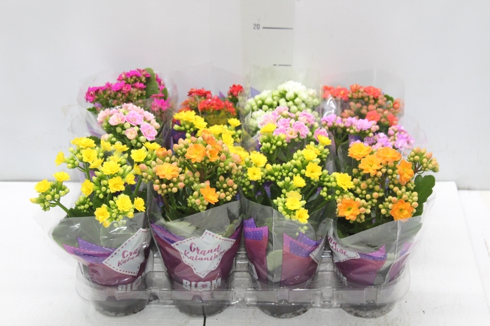 <h4>KALANCHOE DOBRADO MINI P09</h4>