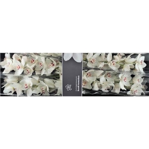 Cymb Tak Mazurka x 4