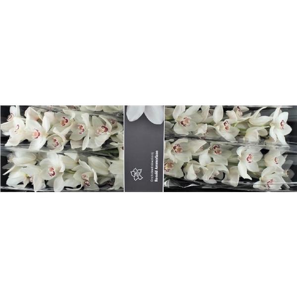 <h4>Cymb Tak Mazurka x 4</h4>