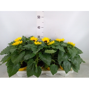 Helianthus an. 'Sunsation'