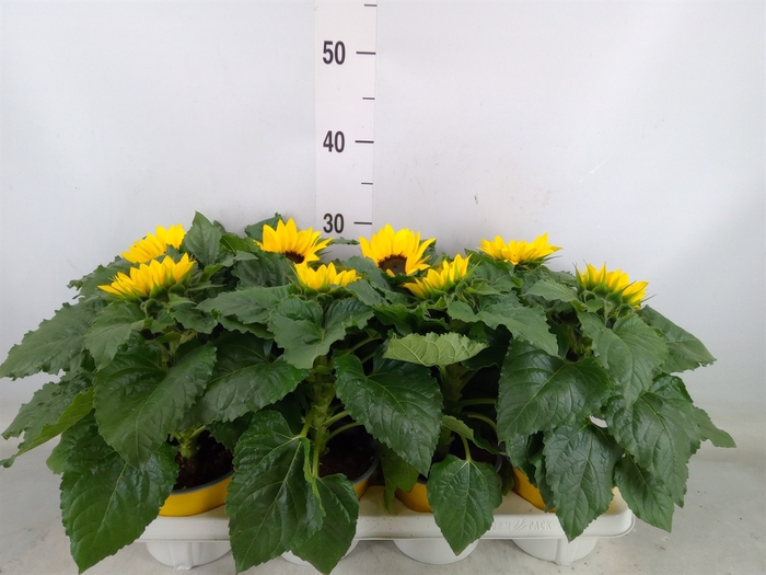 <h4>Helianthus an. 'Sunsation'</h4>