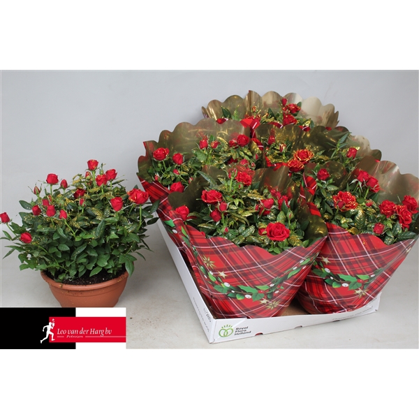 <h4>Rosa Kordana Apache Schaal met kersthoes en glitters (Rood)</h4>