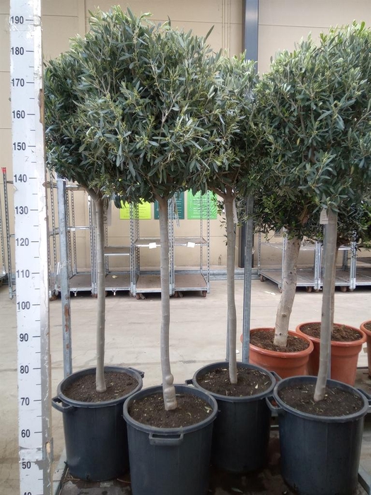 <h4>Olea europaea</h4>