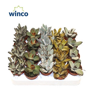 Kalanchoe Tomentosa Mix