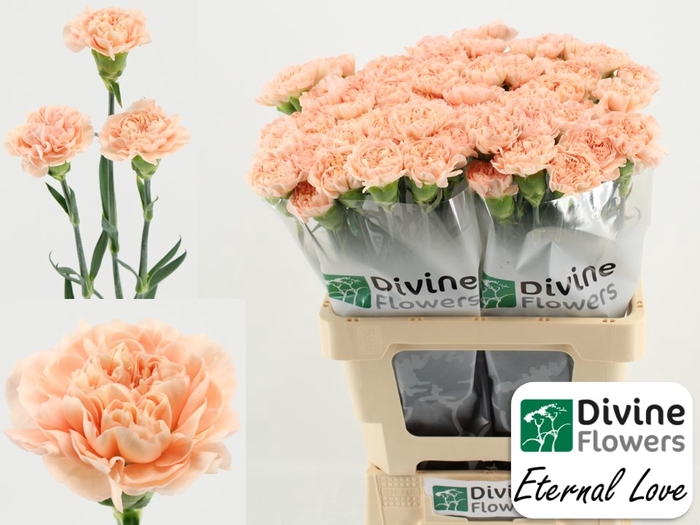 <h4>Di St Eternal Love Divine</h4>