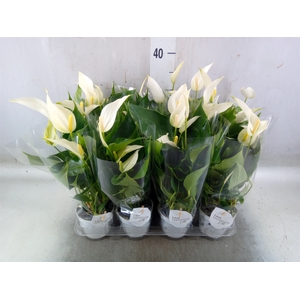 Anthurium  'Banderola Cava'