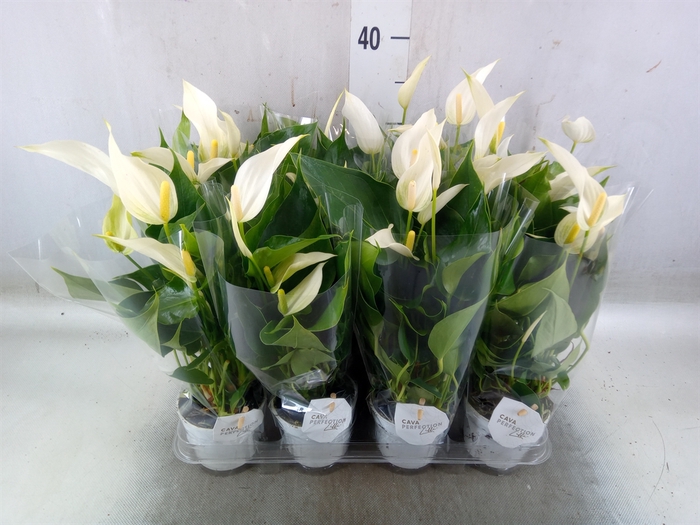 <h4>Anthurium  'Banderola Cava'</h4>