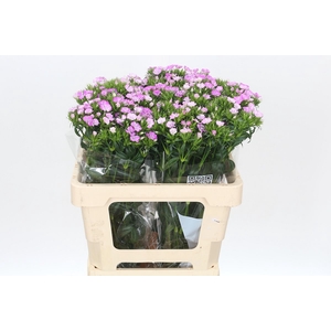 Dianthus Br Amazon Rose Magic