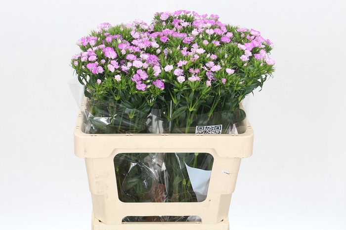 <h4>Dianthus Br Amazon Rose Magic</h4>