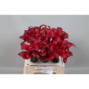 Calla Aruna Kallaland