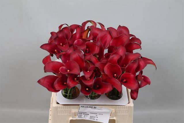 <h4>Calla Aruna Kallaland</h4>