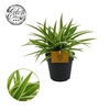 Chlorophytum Com Ocean