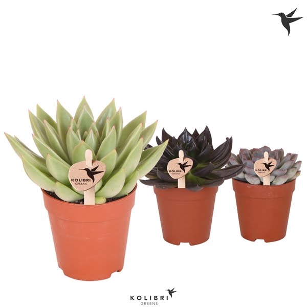 <h4>Kolibri Greens Succulenten Echeveria mix</h4>