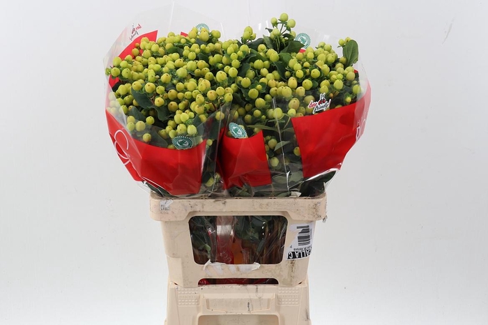 <h4>Hyp Smiley Romance 60cm</h4>