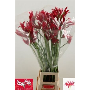 Nerine Co Desi