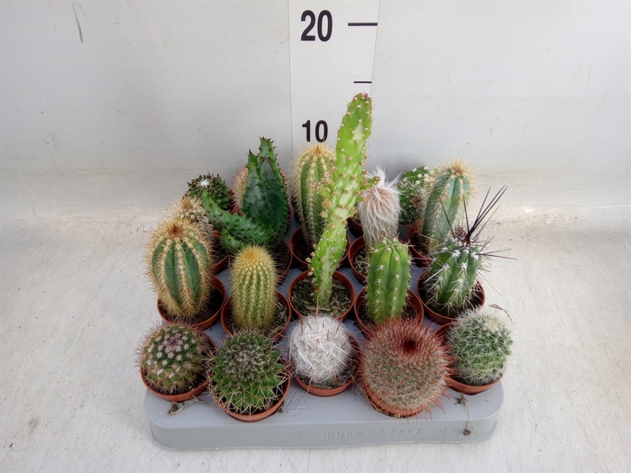 <h4>Cactus   ...mix</h4>