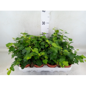 Hedera helix 'Wonder'